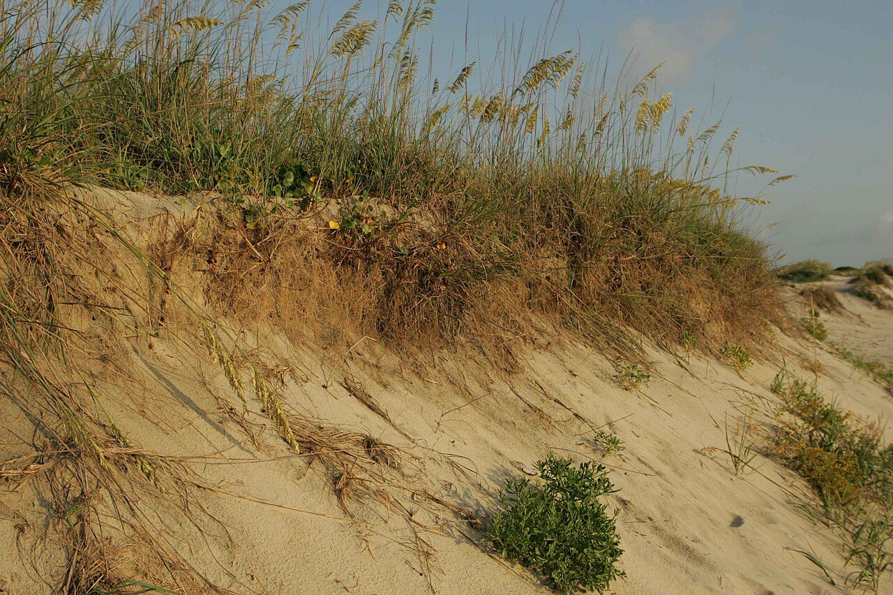 Pea Island Beach
