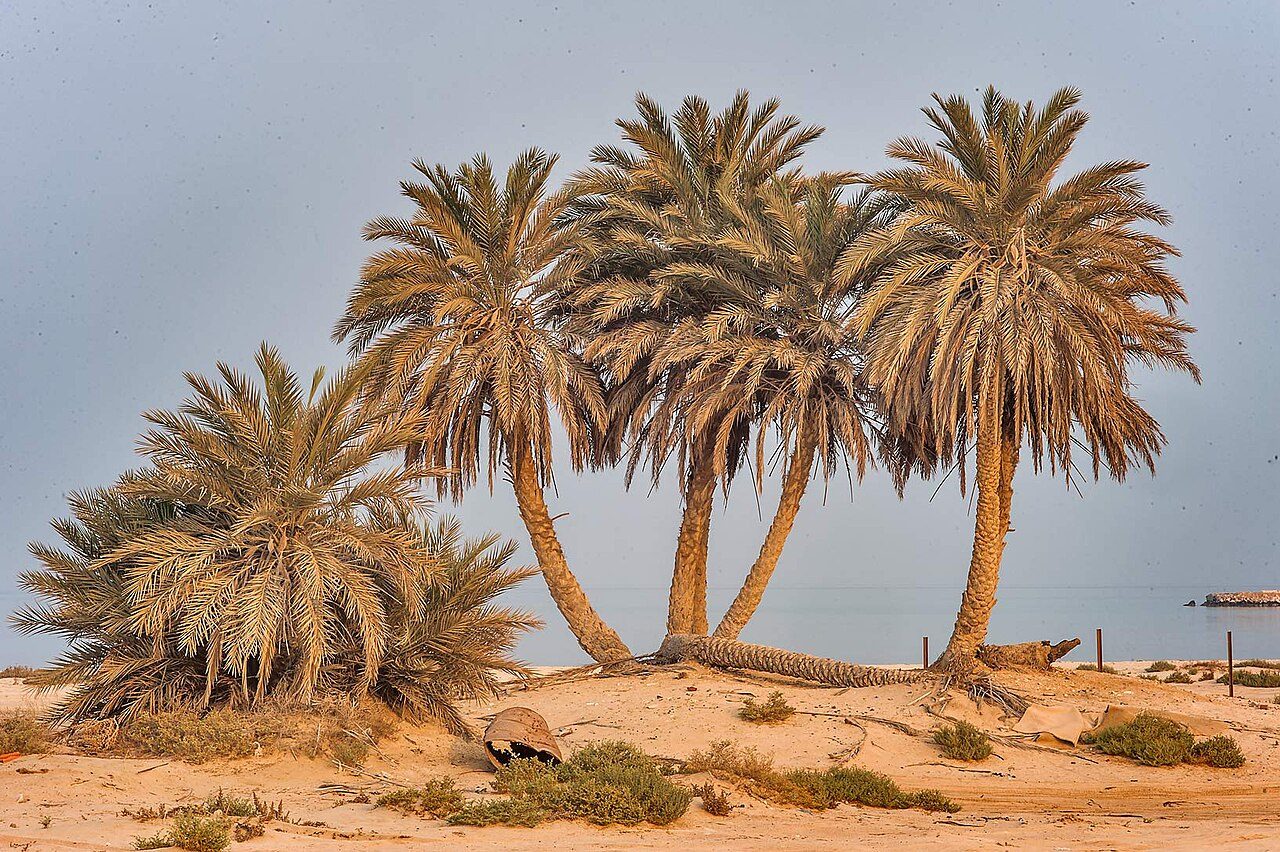 Umm Bab Beach