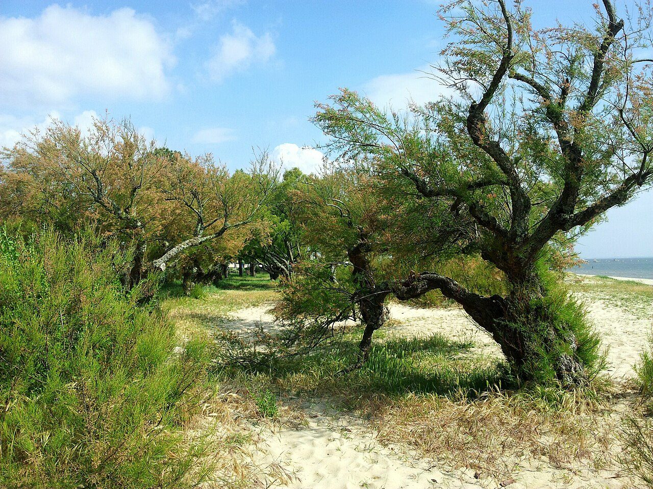 Plage du Betey