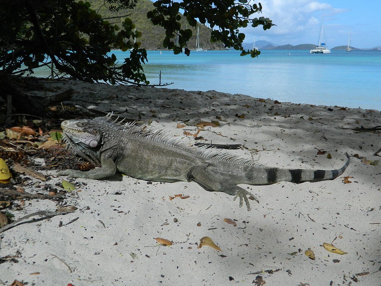 Maho Bay Beach