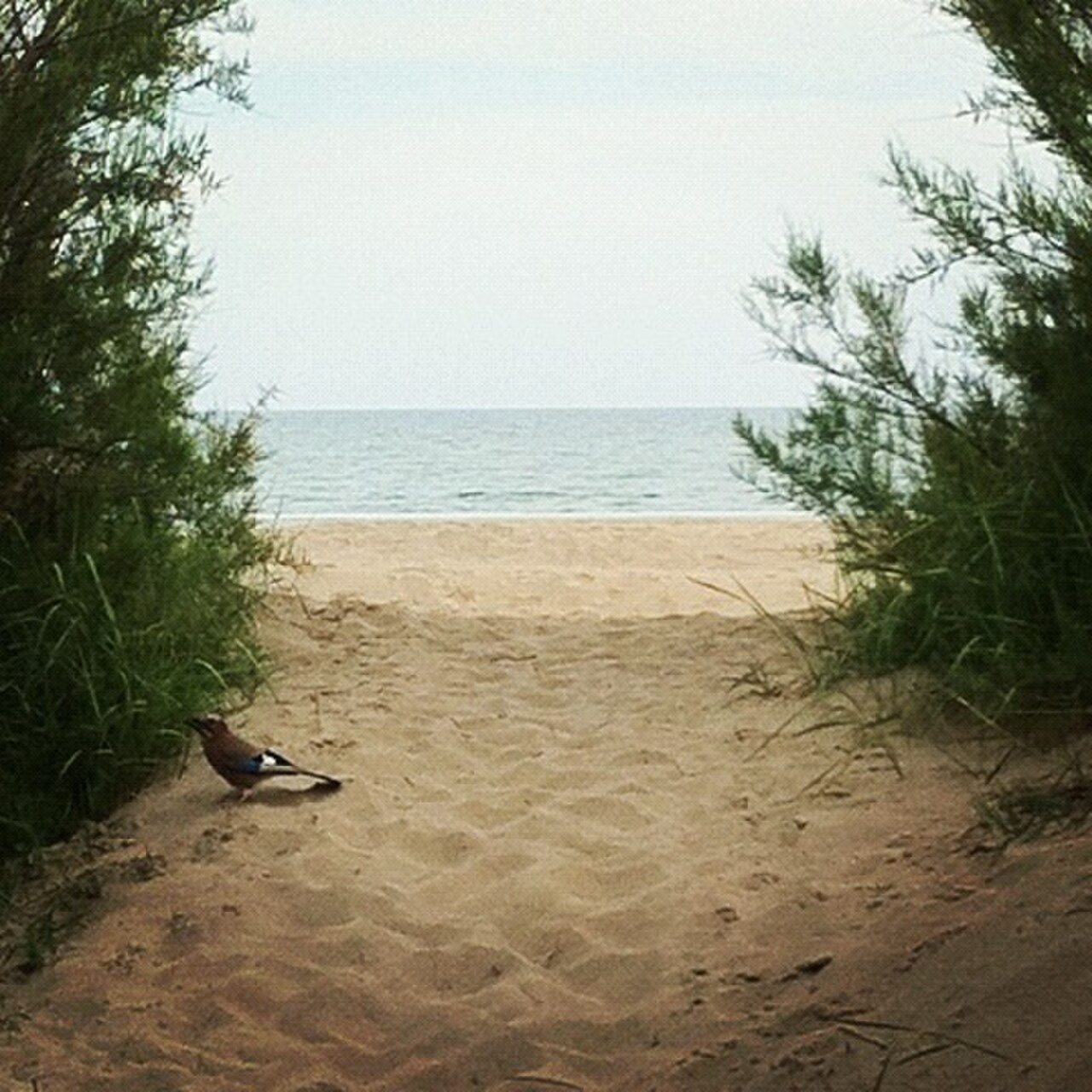 Spiaggia di Eraclea Mare