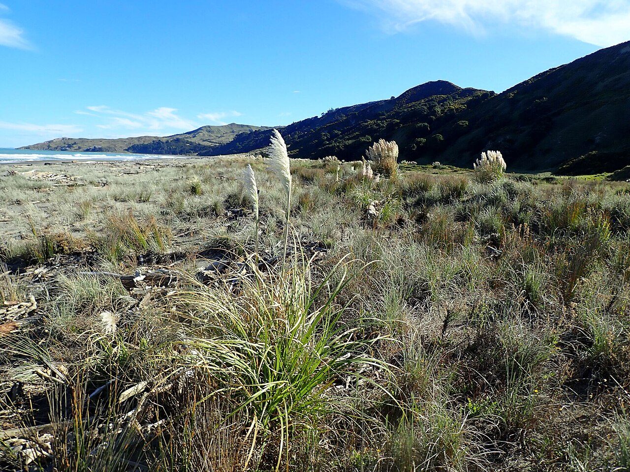 Te Wharau Beach
